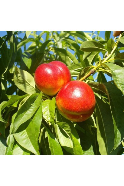 Prunus nucipersica Fantasia